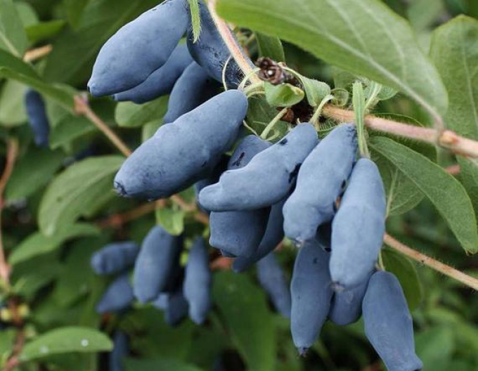 Zemolez kamčatský ´Blue Banana´