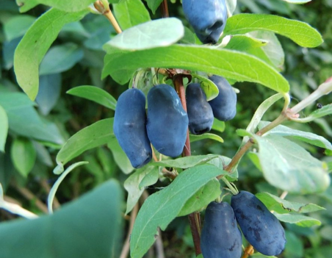 Zemolez kamčatský ´Blue Banana´