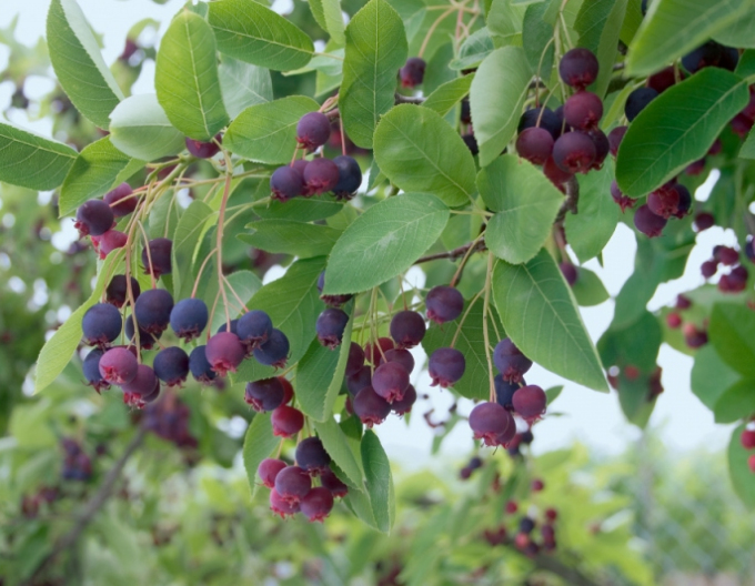 Muchovník  ’Martin’