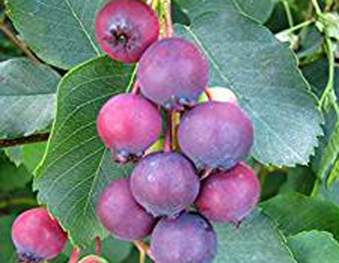 Muchovník  ’Martin’