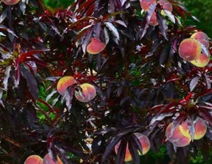 Broskyňa zakrslá Mini ´HONEY RED´, podp. Semenáč, voľnok.