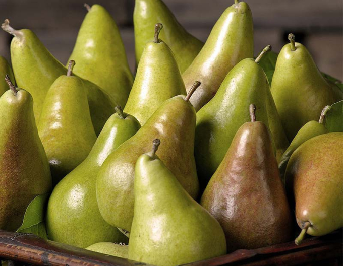 Hruška stĺpovitá ´ZLATA´