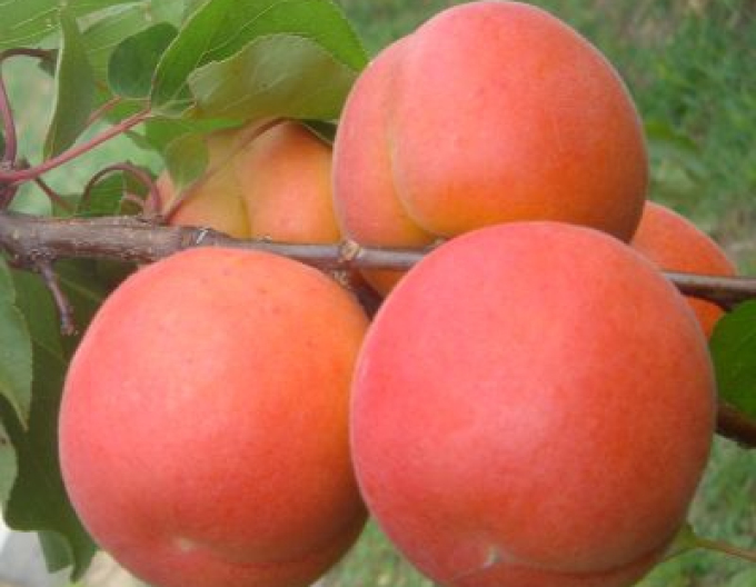 Marhuľa ´Marlen´ skorá, podp. Myrobalán, voľnok.