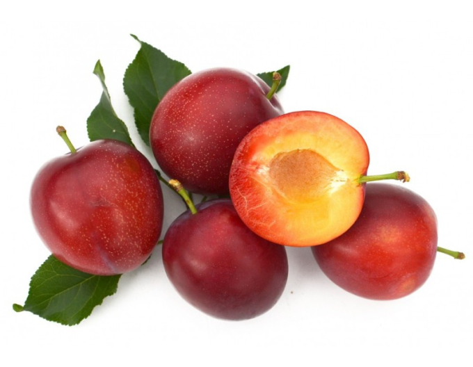 Slivka sibírska ´Kometa´,podp. Myrobalán voľnok.