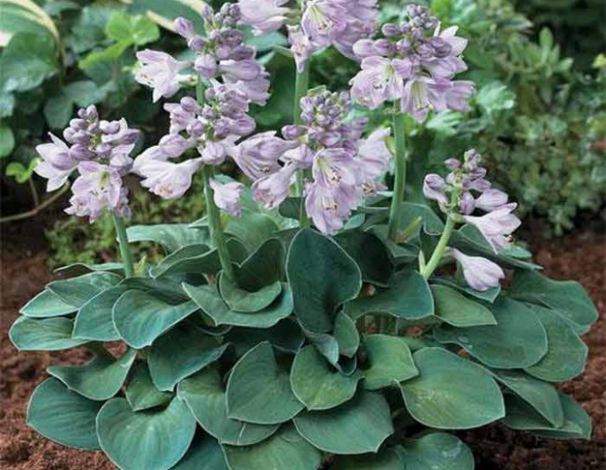 Hosta "Blue Mouse Ears"