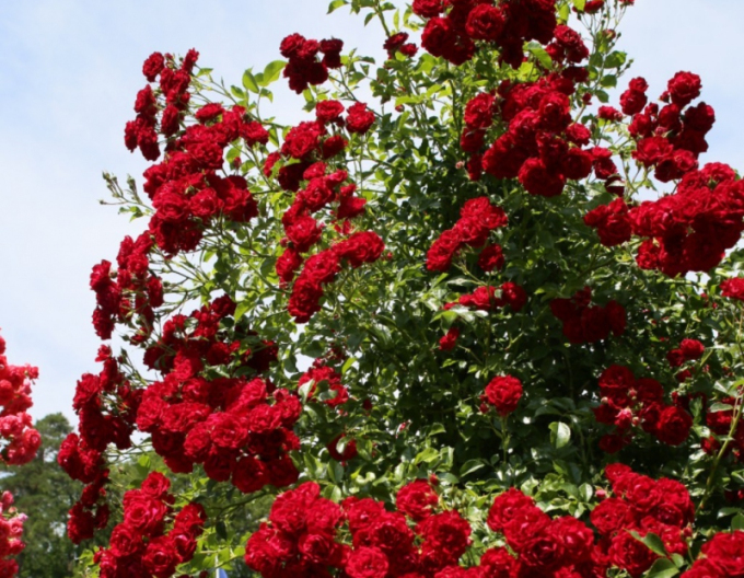 Ruža ´Crimson Siluetta´