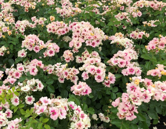 Ruža ´SEE YOU in Purple´