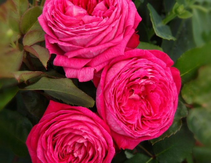 Ruža ´Freifrau Caroline´