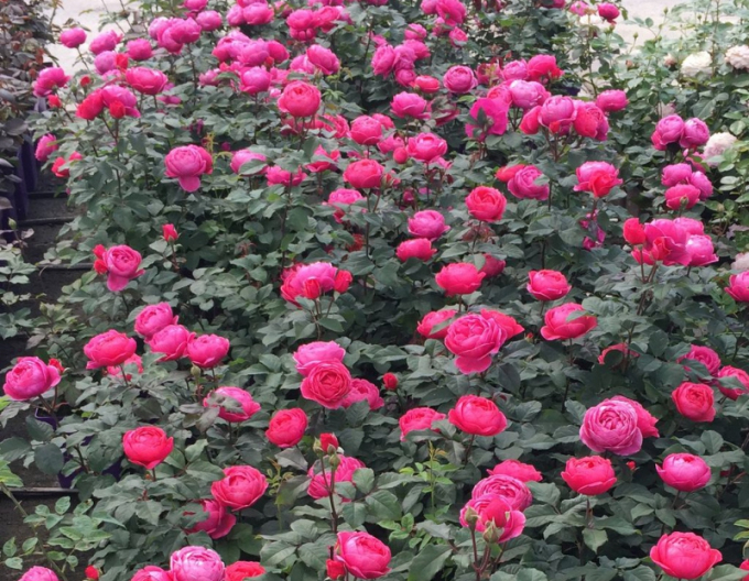 Ruža ´Gartenprinzessin Marie - Jose´