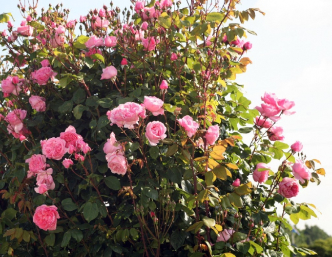 Ruža ´Kiss me Kate´