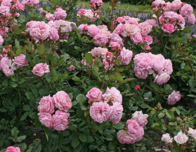 Ruža ´Rosengrafin Marie Henriette´