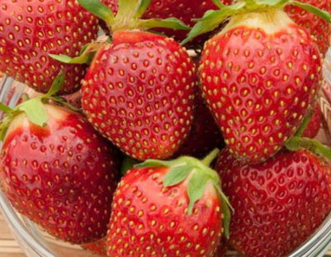 Jahoda ´Polka´ stredne skorá