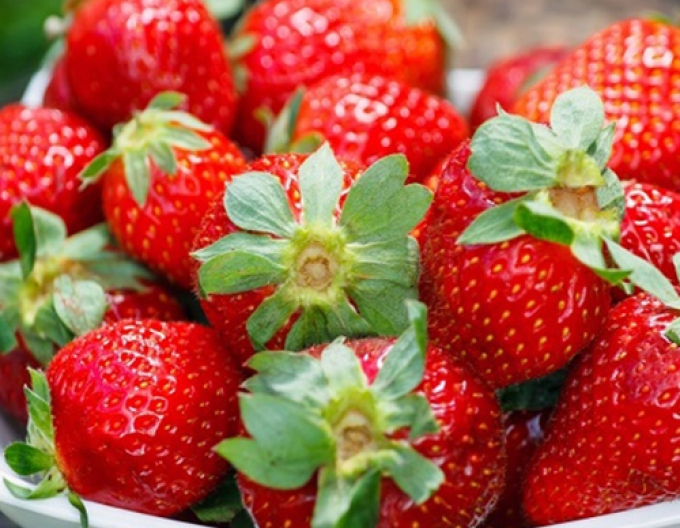 Jahoda ´Diamant´ stálorodiaca odroda