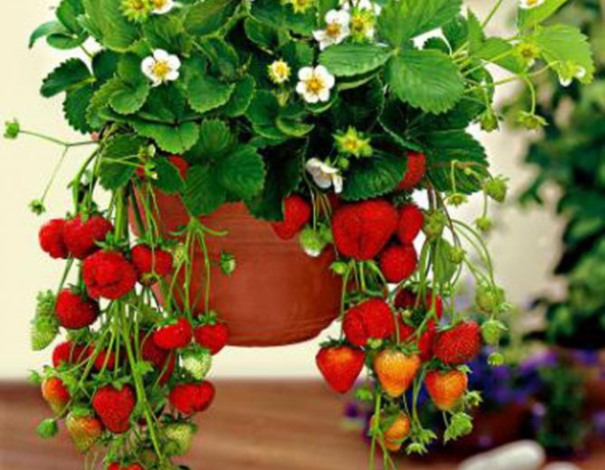 Jahoda ´Mara de Bois´ stálorodiaca odroda