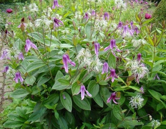 Plamienok ´Hanajima´