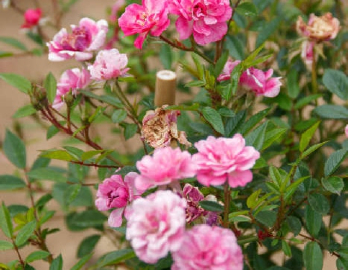 Ruža stromčeková "The Fairy"