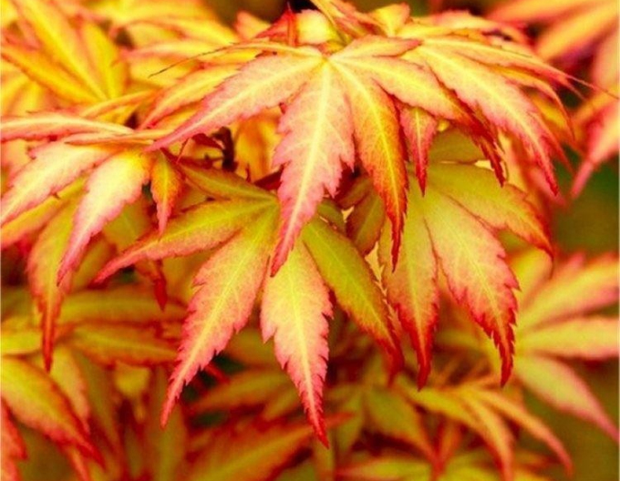 Javor dlaňovitolistý "Orange Dream"