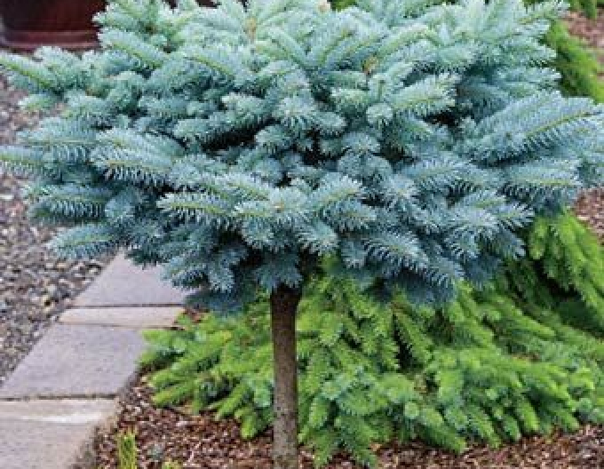 Smrek "Glauca Globosa" na kmienku