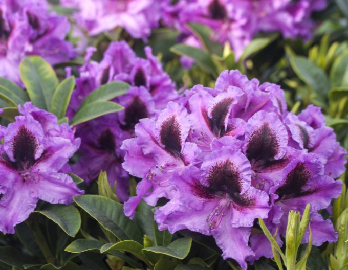 Rododendrón ´Graal Muritz´