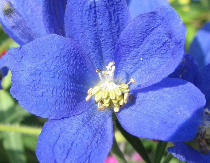 Stračonôžka modrá