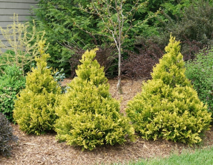 Cypruštek tupolistý ’Tsatsumi Gold’