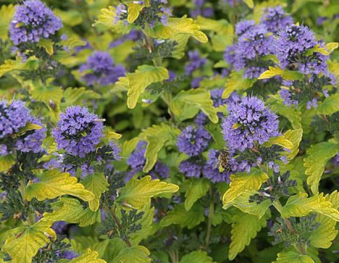 Bradavec klandovský ´Hint of Gold´