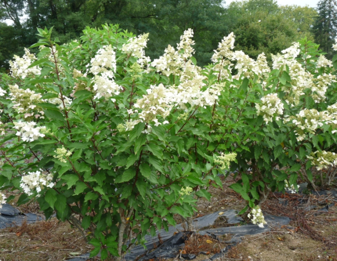 Hortenzia metlinatá ´Unique´