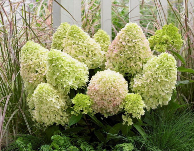 Hortenzia metlinatá ´Little Alf´