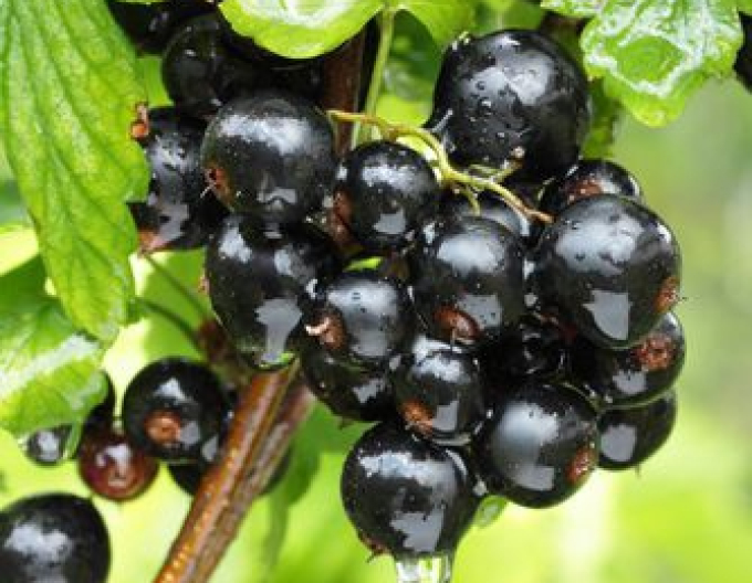 Ríbezľa čierna ‘Titania’ KER