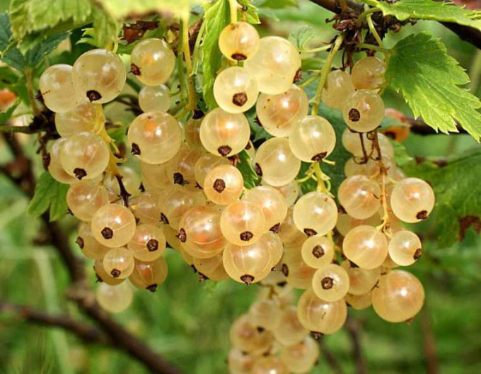 Ríbezľa biela ´Primus´ KER