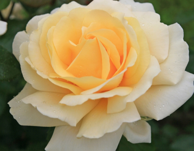 Ruža stromčeková ´WINTER SUN´