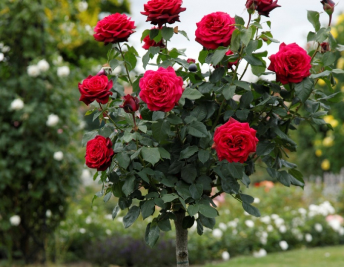 Ruža stromčeková ´GRAFIN DIANA´