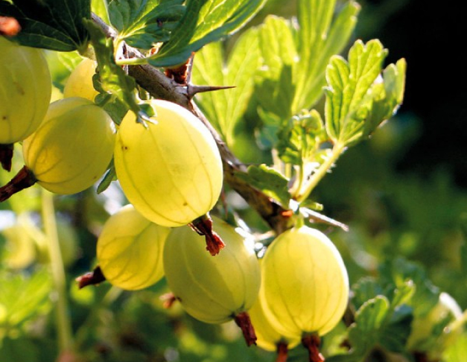 Egreš Hinnonmaki Yellov KER