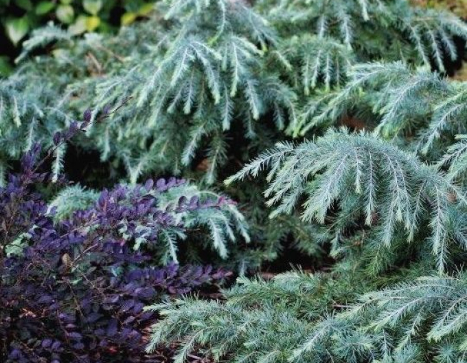 Céder himalájsky "Feeling Blue"