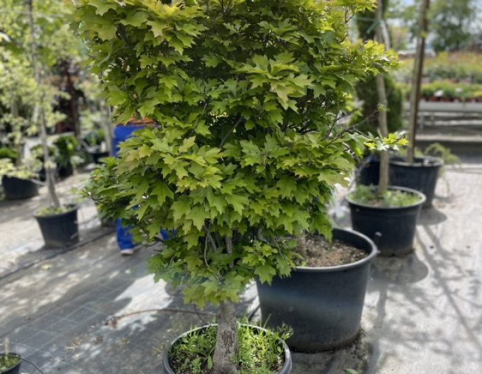 Dub močiarny ´Green Dwarf´ Ball