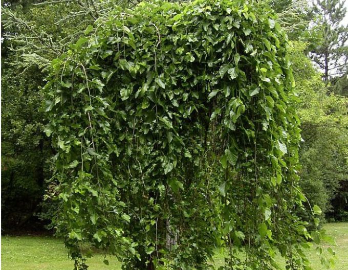 Moruša previslá biela (čierne plody) 190cm