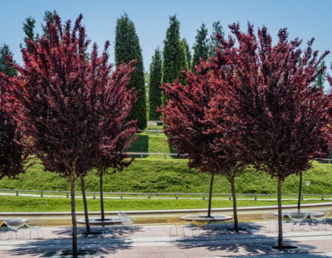 Slivka čerešňoplodá