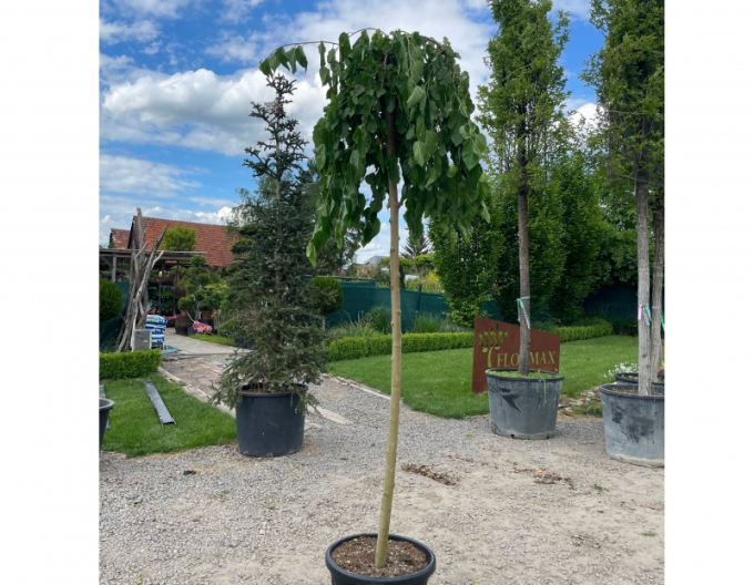 Moruša previslá biela (čierne plody) 190cm