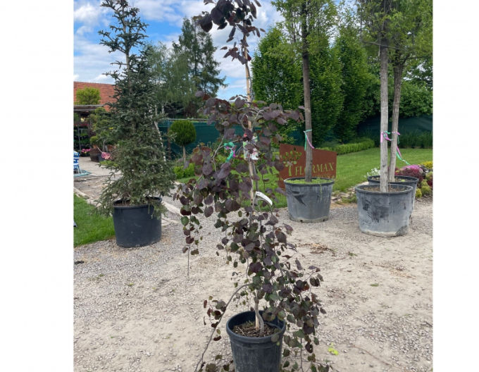 Judášovec kanadský ´Ruby Falls´