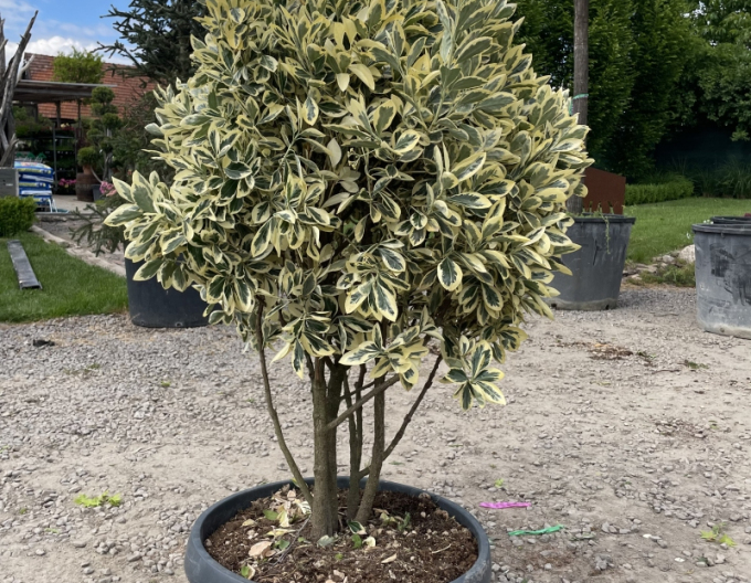 Bršlen japonský ´Bravo´