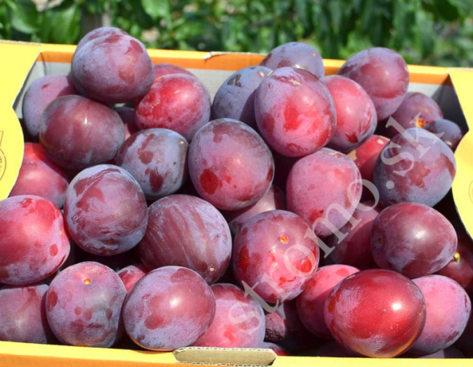 Slivka sibírska ´ DONČANKA RANNAJA´