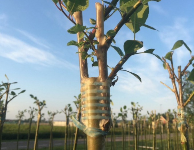 Štepárska gumička 160x4,5mm