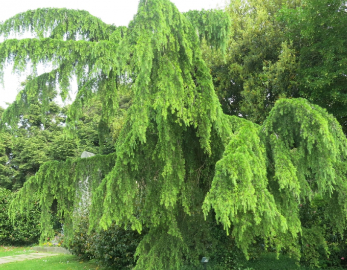 Céder himalájsky ´Pendula´ na kmienku